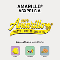 Amarillo® T35 Hops