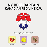 NY BELL CAPTAIN Hops